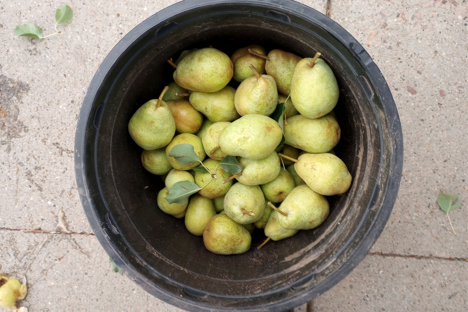 Pears in a bucket