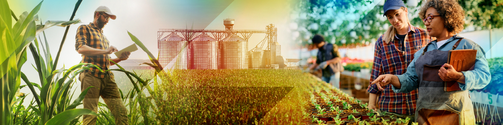 Students studying the health of crops 