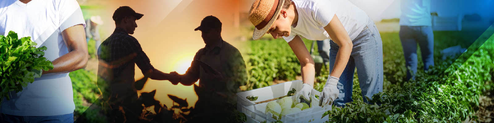 Students examining harvested crops and making business deals