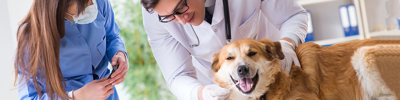 Veterinary Technician Training Program South Dakota