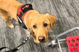 Acacia is in training to be come a graduate from Freedom Service Dogs.